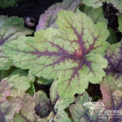 x Heucherella Stoplight