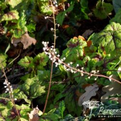 x Heucherella Stoplight