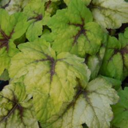 x Heucherella Stoplight