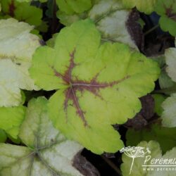 x Heucherella Stoplight