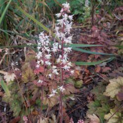 x Heucherella Sweet Tea_