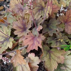 x Heucherella Sweet Tea_