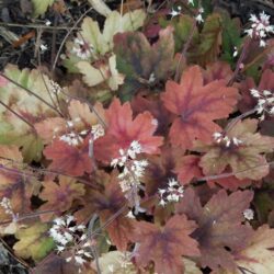 x Heucherella Sweet Tea_