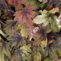 x Heucherella Sweet Tea_