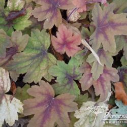 x Heucherella Sweet Tea_