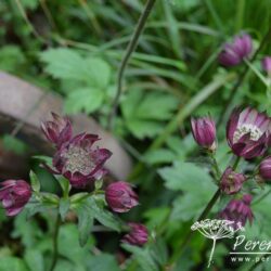 Astrantia major Abbey Road