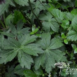 Astrantia major Abbey Road