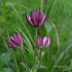 Astrantia major Abbey Road