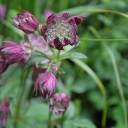 Astrantia major Abbey Road