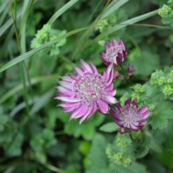 Astrantia major Abbey Road