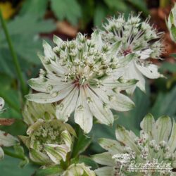 Astrantia major subsp. involucrata Shaggy