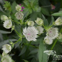 Astrantia major subsp. involucrata Shaggy