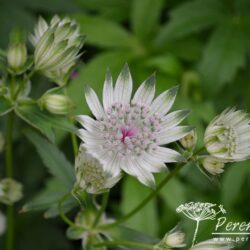 Astrantia major subsp. involucrata Shaggy