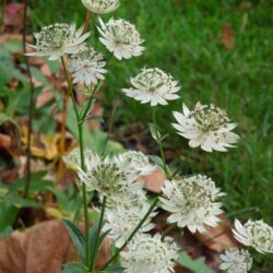 Astrantia major subsp. involucrata Shaggy