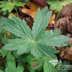 Astrantia major subsp. involucrata Shaggy