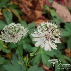 Astrantia major subsp. involucrata Shaggy