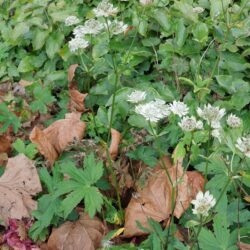 Astrantia major subsp. involucrata Shaggy