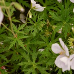 Geranium clarkei Kashmir White