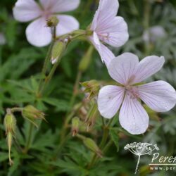 Geranium clarkei Kashmir White