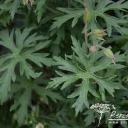 Geranium clarkei Kashmir White