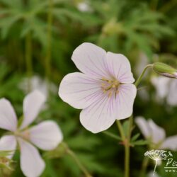 Geranium clarkei Kashmir White