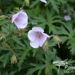 Geranium clarkei Kashmir White