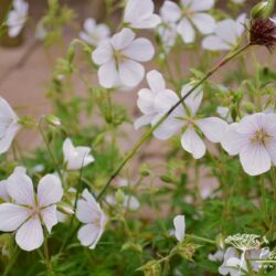 Geranium clarkei Kashmir White