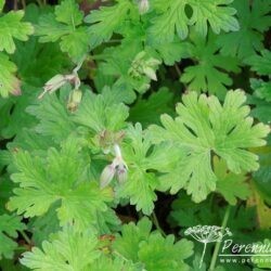 Geranium himalayense Gravetye