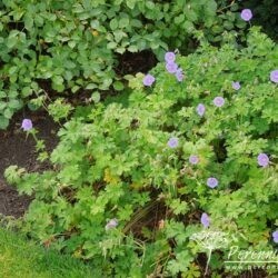 Geranium himalayense Gravetye