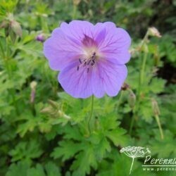 Geranium himalayense Gravetye