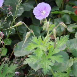 Geranium himalayense Gravetye