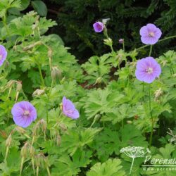 Geranium himalayense Gravetye