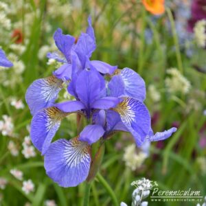 Iris sibirica Tropical Night