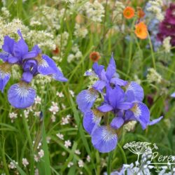 Iris sibirica Tropical Night