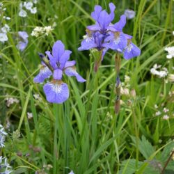 Iris sibirica Tropical Night