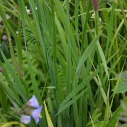 Iris sibirica Tropical Night