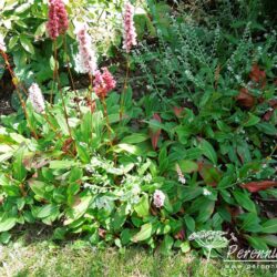 Persicaria affinis Superba