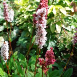 Persicaria affinis Superba