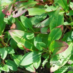 Persicaria affinis Superba