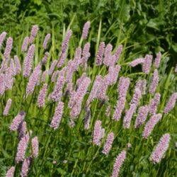 Persicaria bistorta