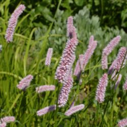 Persicaria bistorta