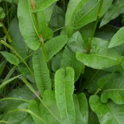 Persicaria bistorta