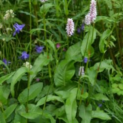 Persicaria bistorta