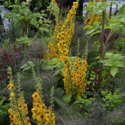 Verbascum Clementine