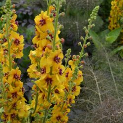 Verbascum Clementine