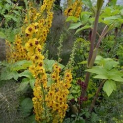 Verbascum Clementine