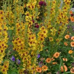 Verbascum Clementine