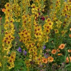 Verbascum Clementine