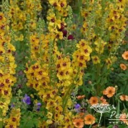 Verbascum Clementine