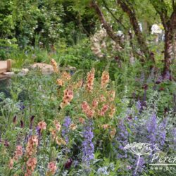 Verbascum Cotswold Beauty